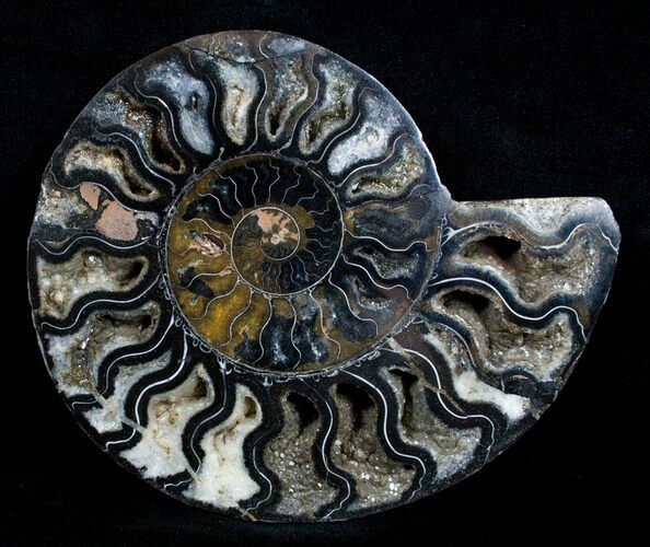 Beautiful Black Ammonite - Inches (Half) #3903